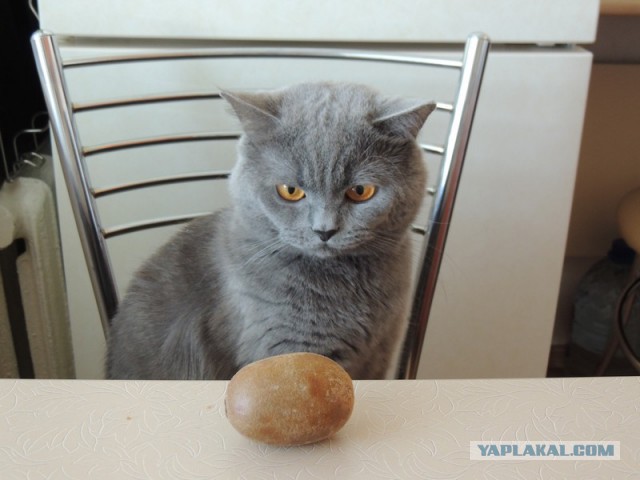 Котовторник 17.06.2014