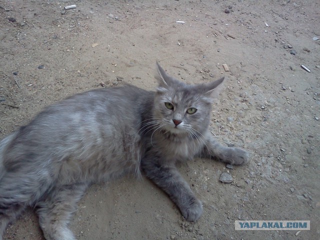Котовторник 12.08.2014