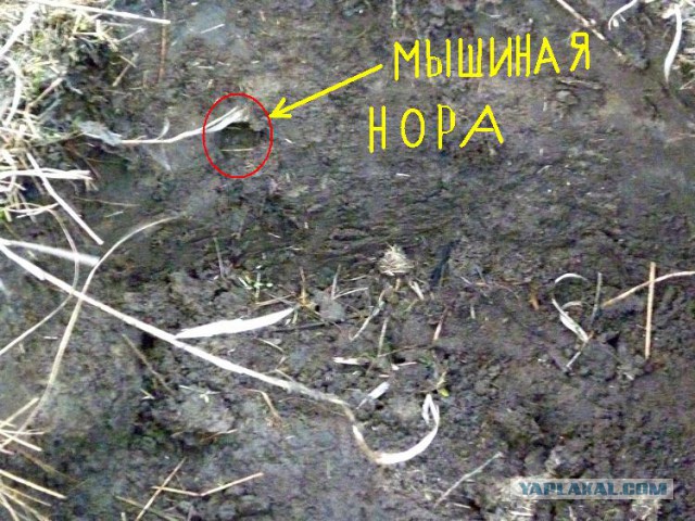 Кладоискательство & нумизматика
