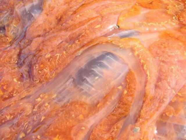 Огромная медуза на пляже