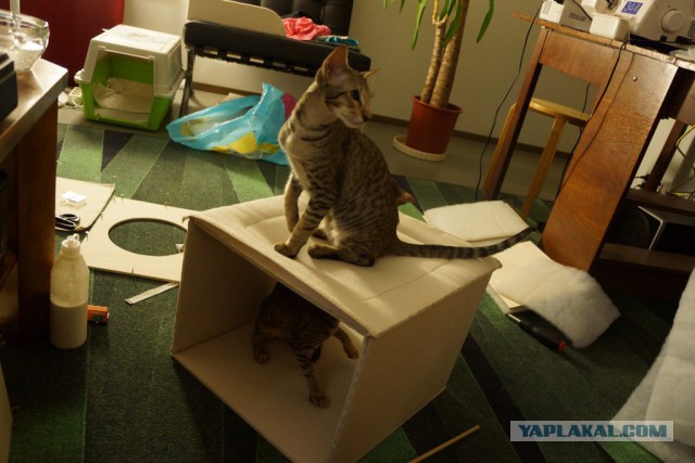 Запиливание котолазалки