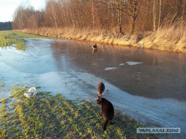 Жизнь домашнего приюта для котеек 45