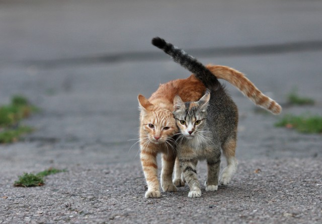 Уличные московские коты в фотографиях