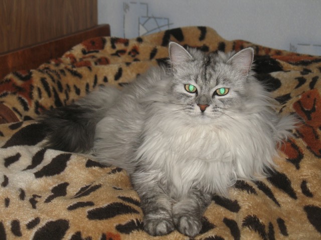 Котовторник 31.03.2015