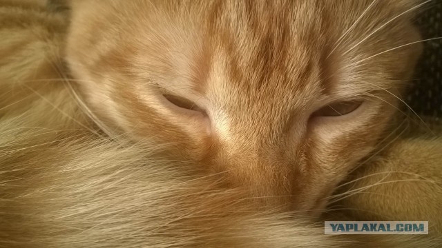 Тайна рыжего кота