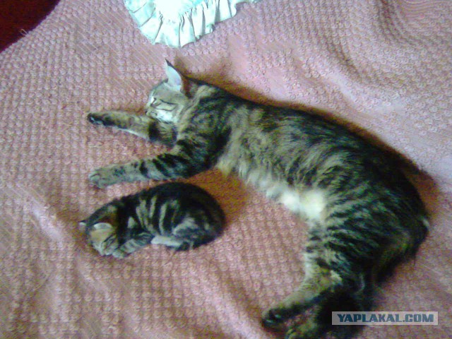 Котовторник 12.05.2015