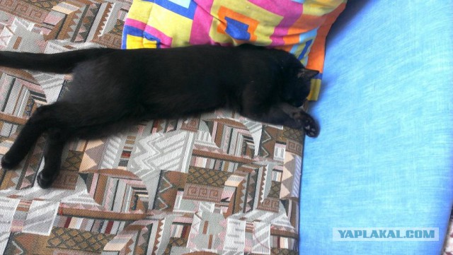 Котовторник