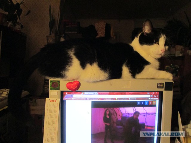 Котовторник 16.06.2015., Котовторник наступил!