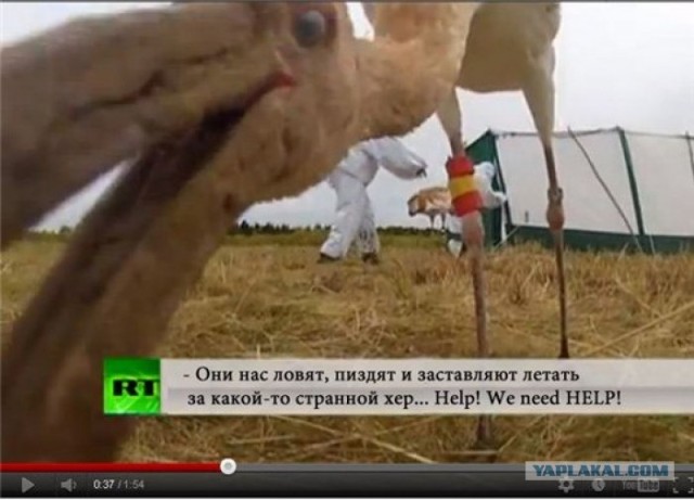 Путин с клювом в халате возглавил журавлиный клин