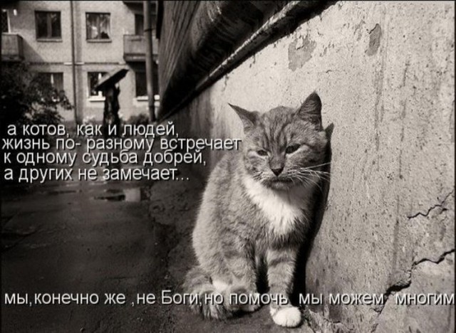 Скотинки - Животинки
