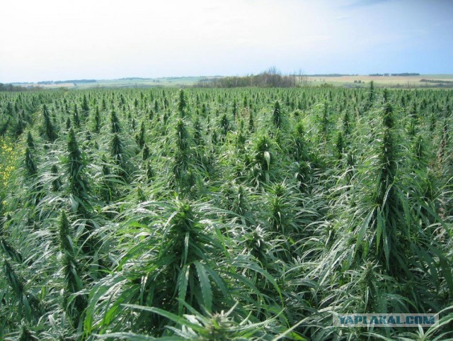 Посадка и окучивание картошки в Нидерландах , все для людей