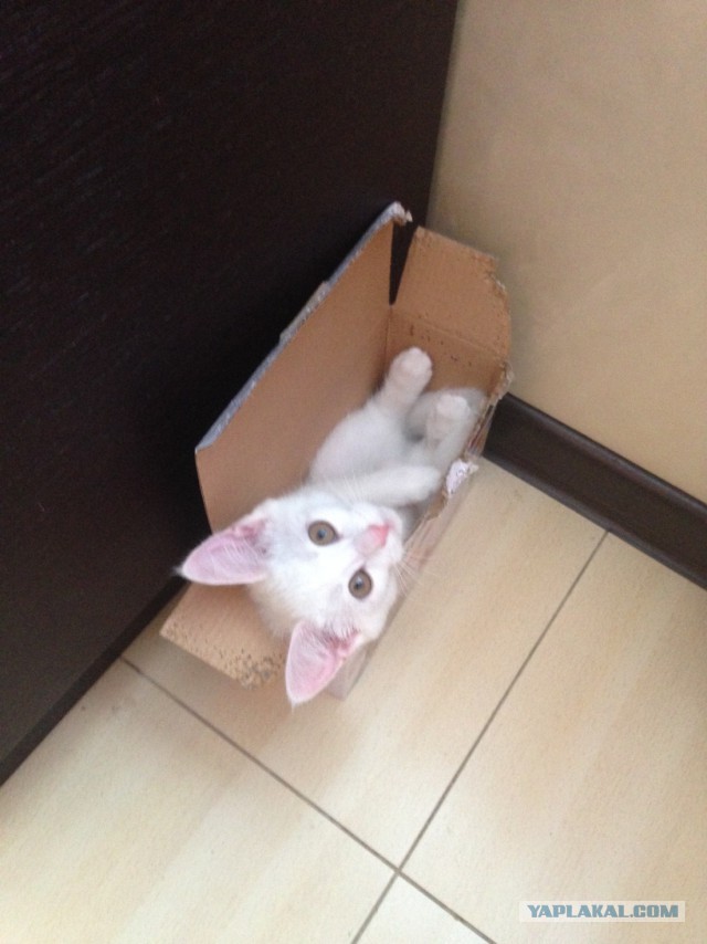 КотоВторник 26.04.2016