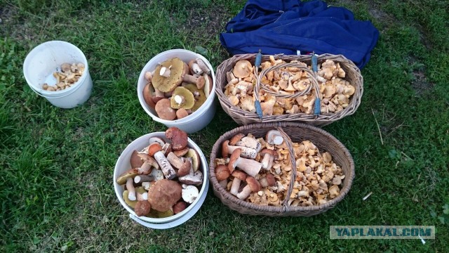 Сморчки, весенняя тихая охота!