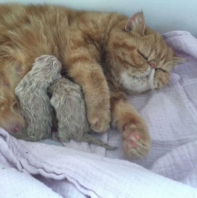 Прикольные животные