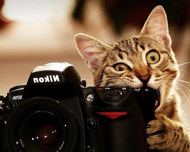 котенок с фотоаппаратом без смс