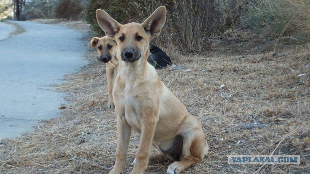 17 фото животных, которые сделают все, чтобы только их не мыли