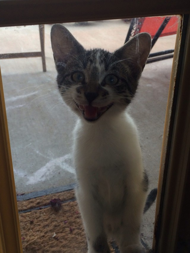 Коты и Кошки
