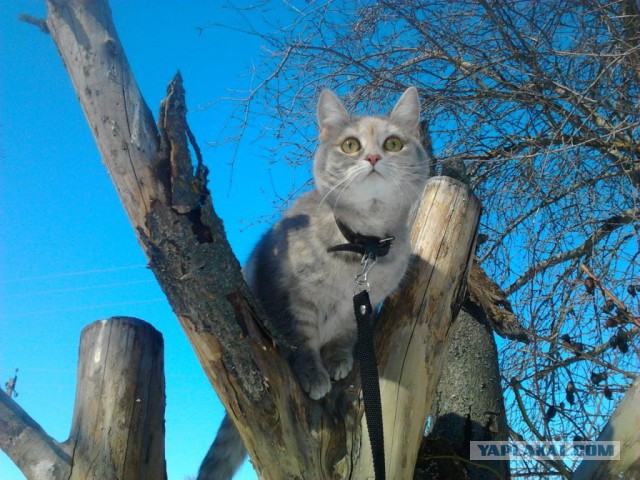 Найденыш. Котовторнику посвящается.