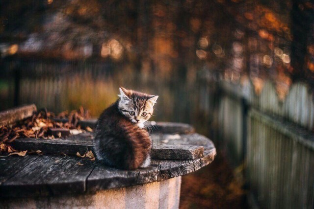 Коты и Кошки