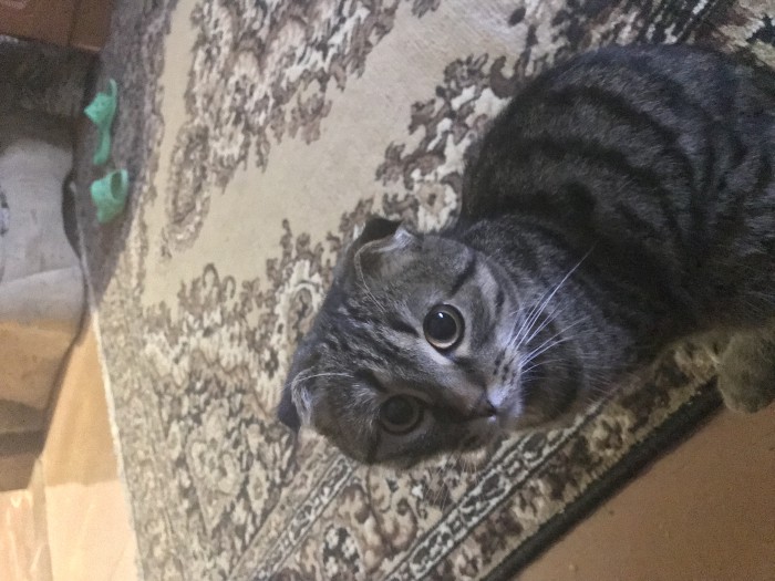 Котовторник!