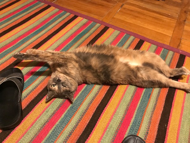 Котовторник