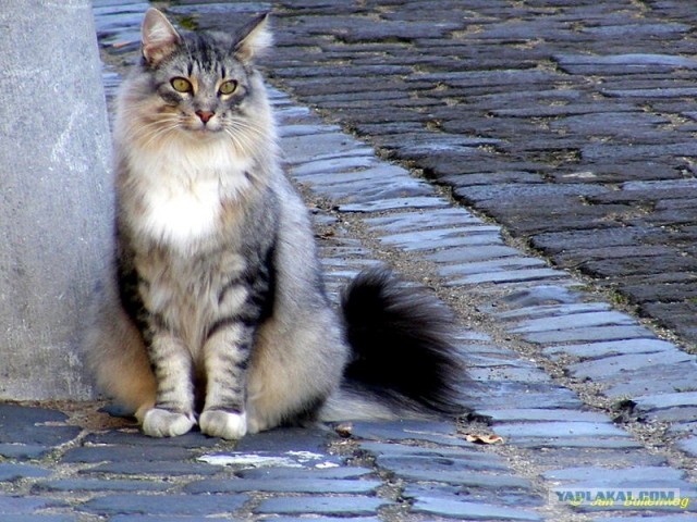 Внимание! На ЯПе КОТОВТОРНИК. 23.09.08.
