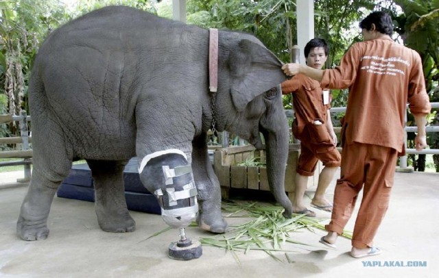 Умный протез для слонихи