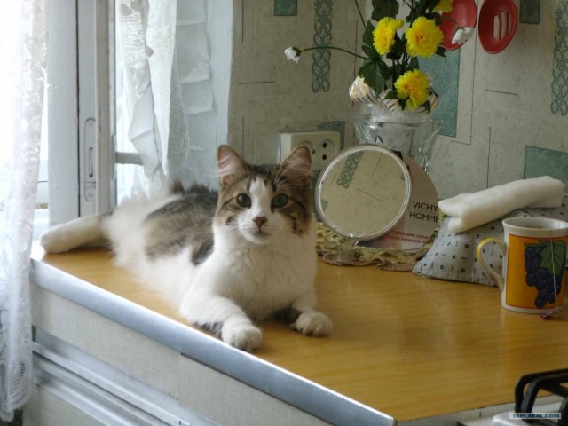 Котовторник на 1-е июня
