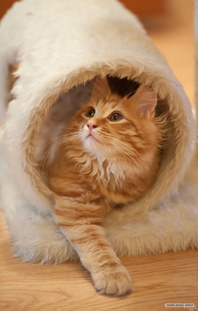 It's Catursday Fever! (Котовторник)