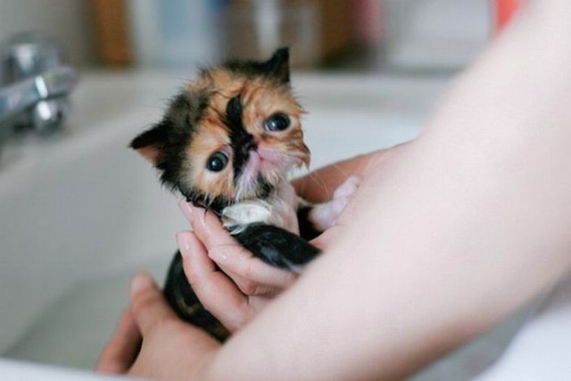Профессиональный котовторник