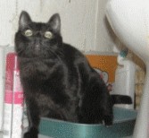 Котовторник! 08.11.11