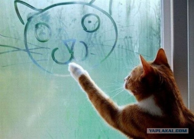 Котовторник 27.12.11