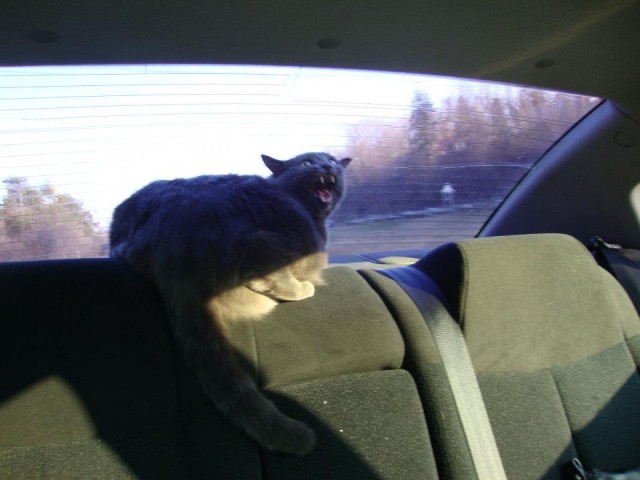 Котовторник 1 мая 2012