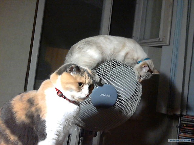 Котовторник  12. 06. 2012