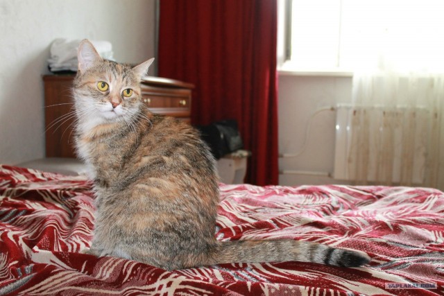 Котовторник на 26.06.12
