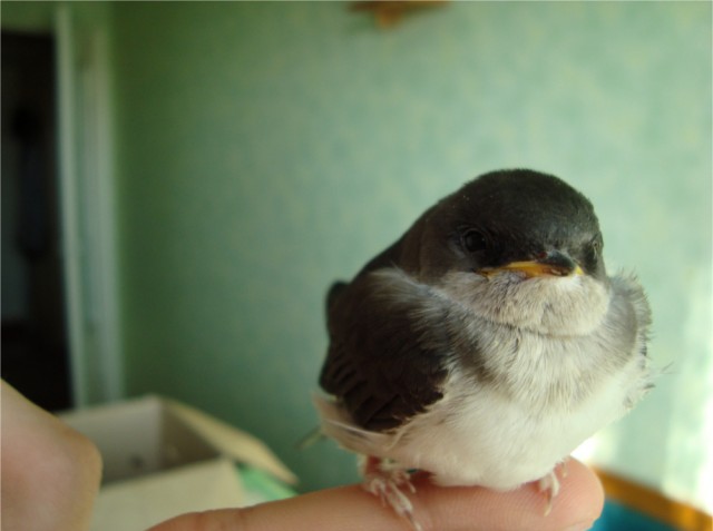 Даже самая крошечная жизнь ценна!