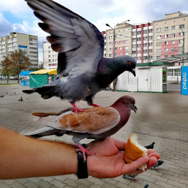 Живность из сети