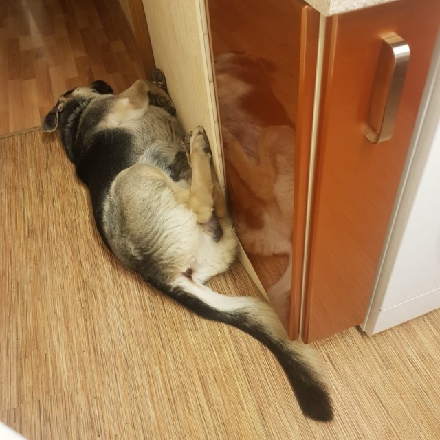 Давайте по котикам, которые с нами на самоизоляции