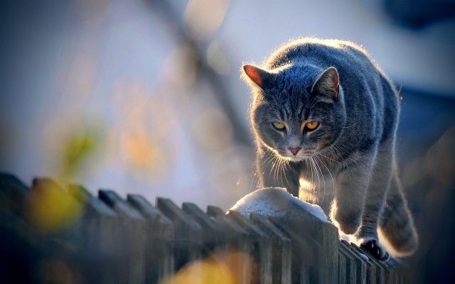 Задорные заборные котэ