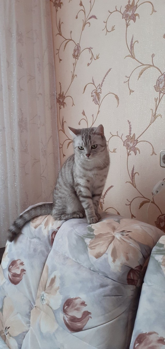 Эти забавные животные