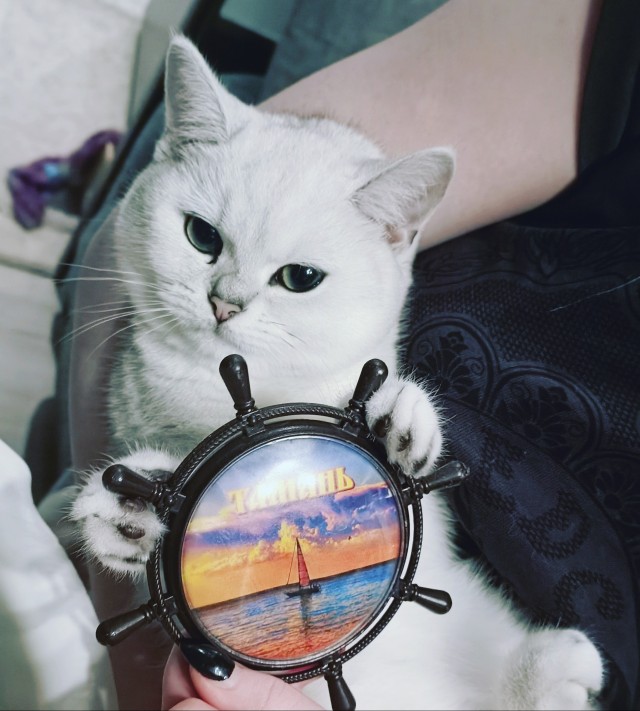 Котовторник 17.11.20