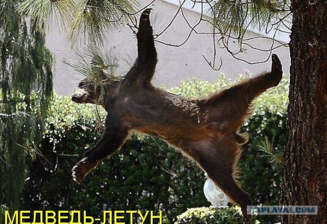 Мишка летун!