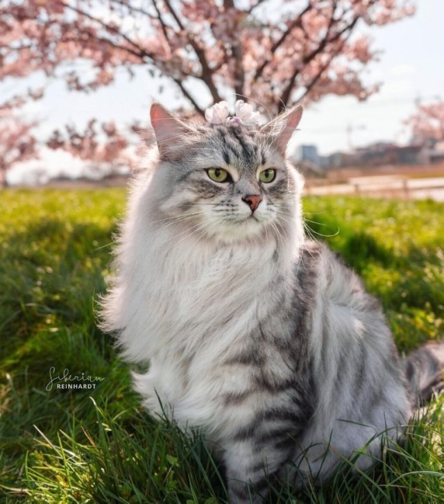 ПозитиФ Чик