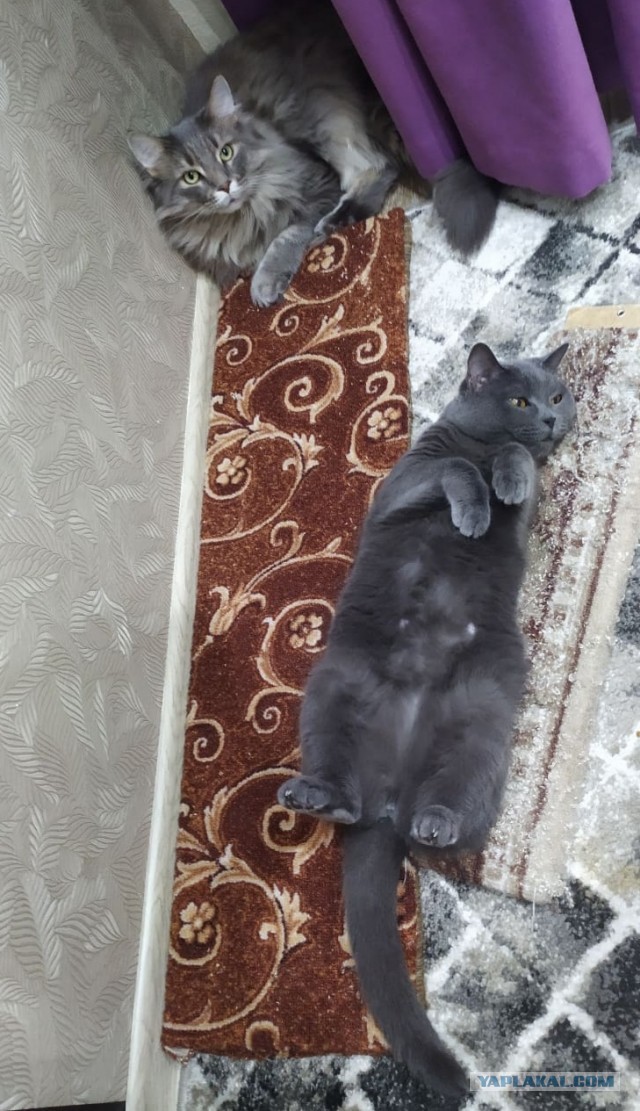 С котовторником!