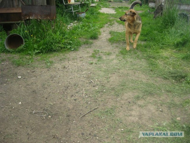 Жизнь домашнего приюта для котеек 344