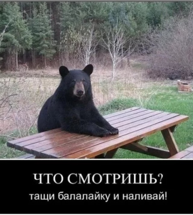 В Калифорнии женщина голыми руками прогнала медведя с территории дома, защищая своих собак