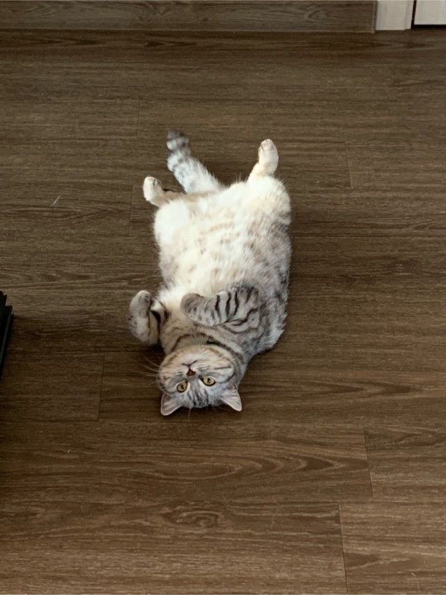 Хоба! Котовторник!