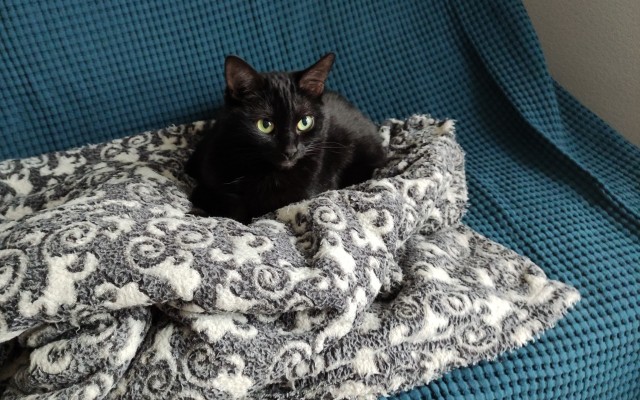 Солнце котовторника уже встало, Господа!
