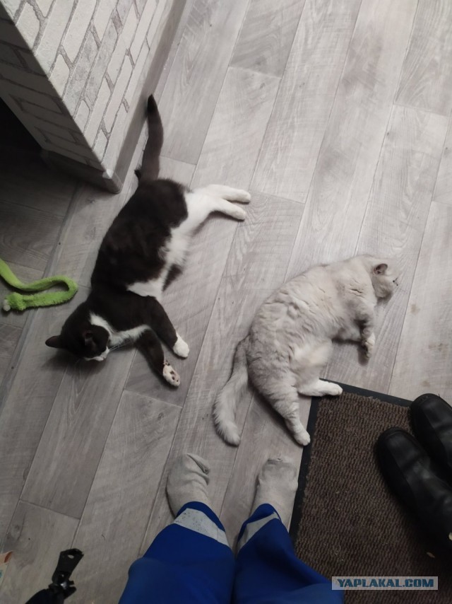 Вторник. Котэ. Пора