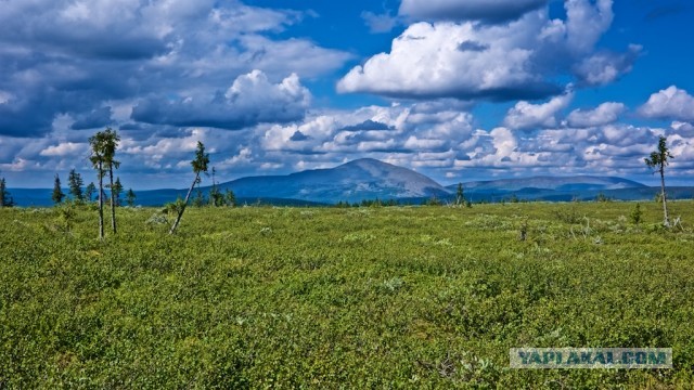 Болваны, я восьмой